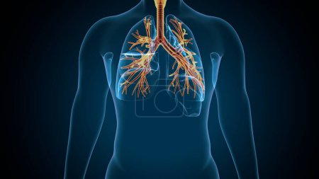 Téléchargez les photos : Anatomie du système digestif humain pour le concept médical Illustration 3D - en image libre de droit