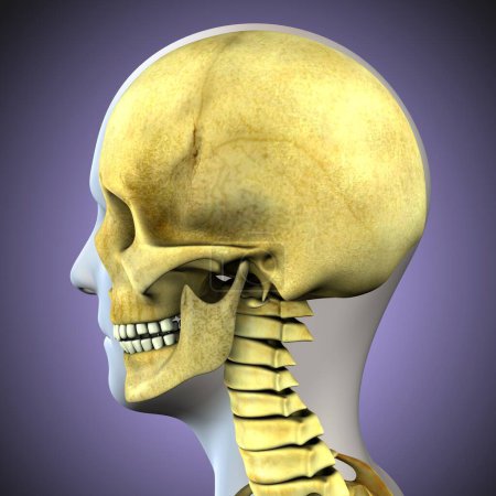 Téléchargez les photos : Anatomie du système digestif humain pour le concept médical Illustration 3D - en image libre de droit