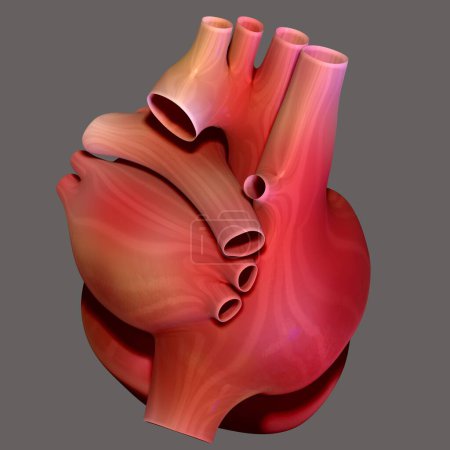 Foto de Cuerpo humano riñón, hígado, naranjas y anatomía del sistema digestivo. ilustración 3d - Imagen libre de derechos