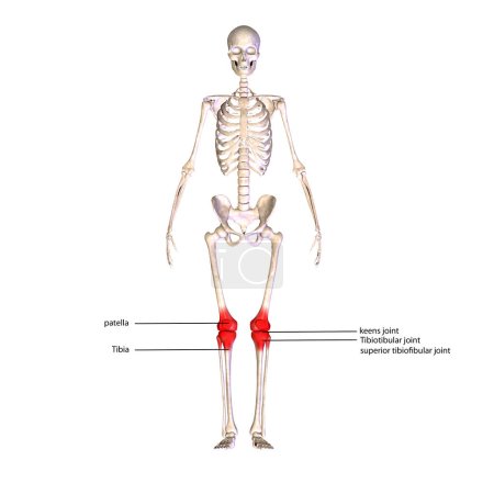 Foto de Cuerpo humano riñón, hígado, naranjas y anatomía del sistema digestivo. ilustración 3d - Imagen libre de derechos