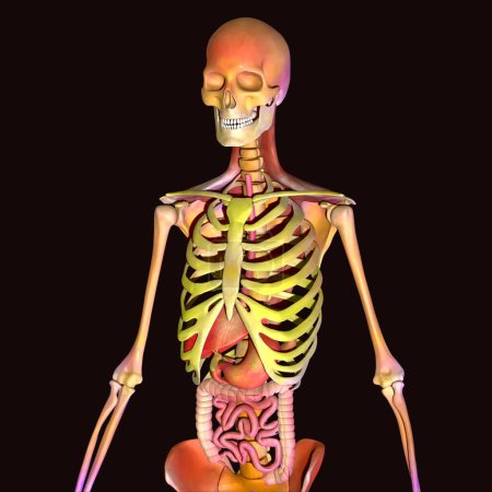 Foto de Anatomía de las naranjas esqueleto humano masculino. ilustración 3d - Imagen libre de derechos