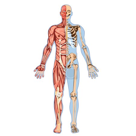 anatomía del esqueleto humano. ilustración 3d