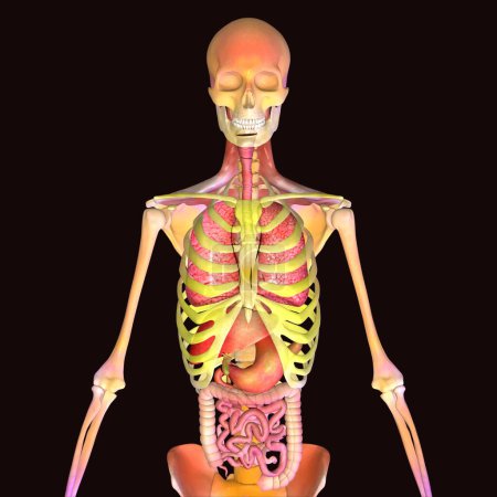 Foto de Anatomía de las naranjas esqueleto humano masculino. ilustración 3d - Imagen libre de derechos