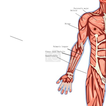 Téléchargez les photos : Anatomie digestive humaine. Illustration 3d - en image libre de droit