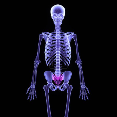 Téléchargez les photos : Squelette masculin poumons, crâne, foie et anatomie de la vésicule biliaire. 3d rendu - en image libre de droit