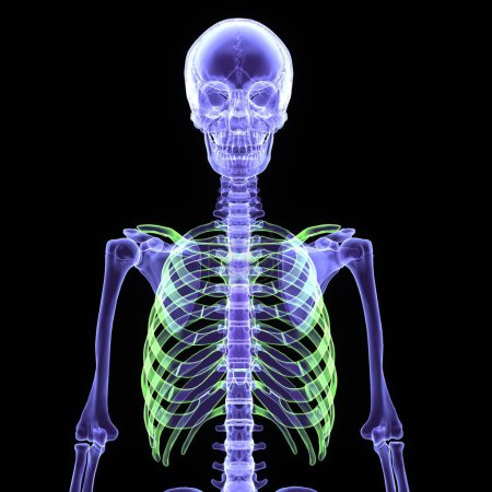 Téléchargez les photos : Anatomie du squelette bleu humain. 3d rendu - en image libre de droit