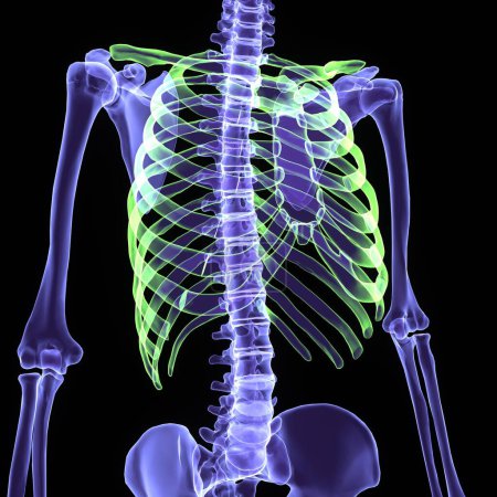 Téléchargez les photos : Anatomie du squelette bleu humain. 3d rendu - en image libre de droit