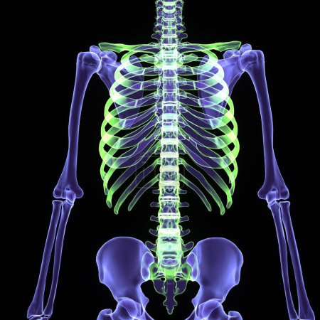 Téléchargez les photos : Anatomie du crâne du squelette masculin humain. Illustration 3d - en image libre de droit