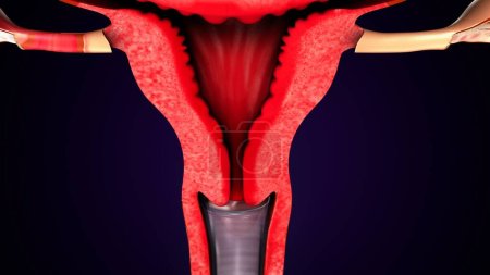Téléchargez les photos : Système reproducteur féminin humain. Illustration 3d - en image libre de droit