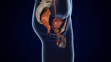 male reproductive system. 3d illustration