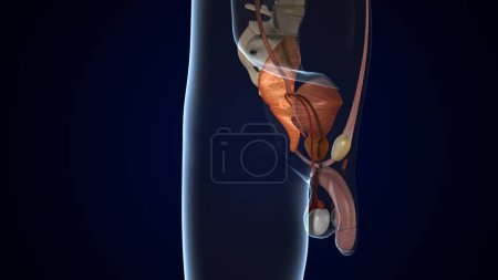 male reproductive system. 3d illustration