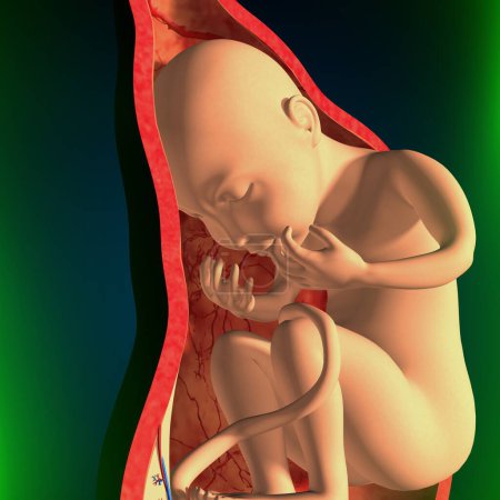 Téléchargez les photos : Anatomie du système reproducteur féminin. Illustration 3d - en image libre de droit