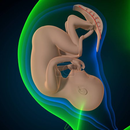 Anatomie du système reproducteur féminin. Illustration 3d
