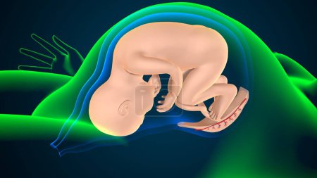 Photo for Female reproductive system anatomy. 3d illustration - Royalty Free Image