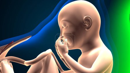 Téléchargez les photos : Anatomie du système reproducteur féminin. Illustration 3d - en image libre de droit