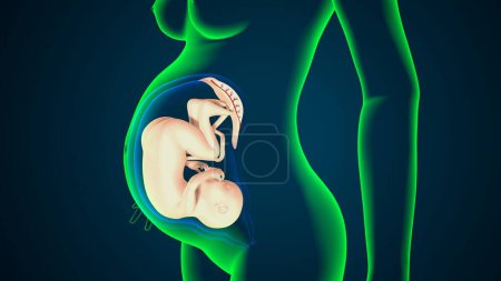 Anatomie du système reproducteur féminin. Illustration 3d

