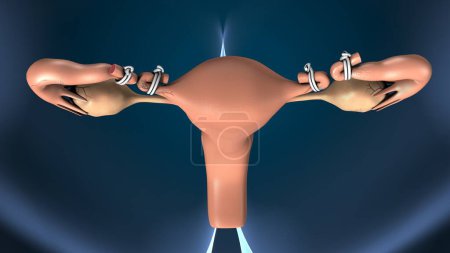 female reproductive system anatomy. 3d illustration