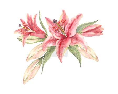 Photo for Oriental hybrid lilies. Pink lily flowers and buds. Hand drawn watercolor bouquet. Artistic illustration on a white background. - Royalty Free Image