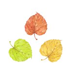 Three autumn green, yellow and orange linden leaves. Watercolor art collection. Isolated hand drawn illustration on white background.
