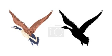 Téléchargez les illustrations : Canada geese. Two flying birds. The vintage style color illustration and the black bird silhouette. Vector illustration on a white background. - en licence libre de droit