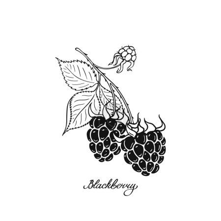 Blackberry. Black and white berries. Hand-drawn flat image. Vector illustration on a white background.