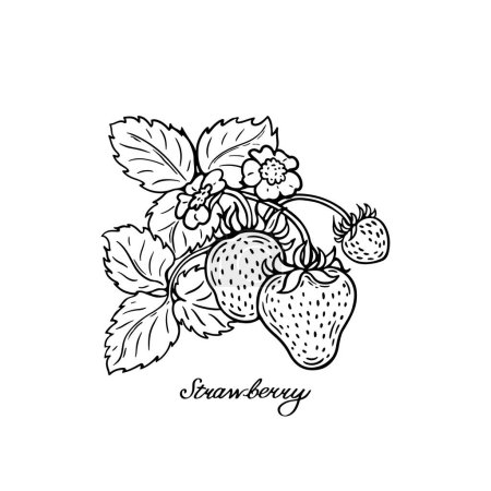 Strawberry. Black and white berries. Hand-drawn flat image. Vector illustration on a white background.