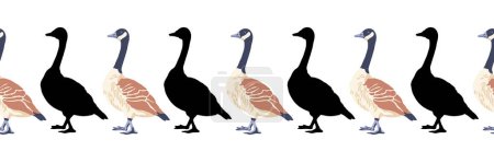 Ganso de Canadá. Fronteras sin fisuras. Patrón de estilo vintage ilustración en color y siluetas negras de las aves. Ilustración vectorial de gansos sobre fondo blanco.