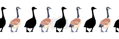 Canada goose. Seamless borders. Pattern of vintage style colored illustration and black silhouettes of birds. Vector illustration of geese walking back on a white background.