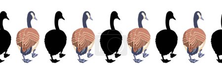 Ganso de Canadá. Fronteras sin fisuras. Patrón de estilo vintage ilustración en color y siluetas negras de aves caminando hacia atrás. Ilustración vectorial de gansos sobre fondo blanco.