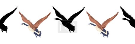 Kanada-Gans. Nahtlose Grenzen. Muster im Vintage-Stil farbige Illustration und schwarze Silhouetten von fliegenden Vögeln. Vektorillustration von Gänsen auf weißem Hintergrund.