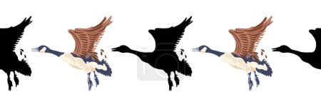 Ganso de Canadá. Fronteras sin fisuras. Patrón de estilo vintage ilustración en color y siluetas negras de las aves. Ilustración vectorial de gansos voladores sobre fondo blanco.