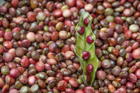 Photo for Pigeon peas background spread out fresh out of the pods - Royalty Free Image