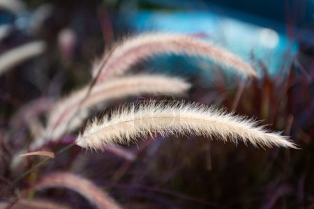 Photo for Cenchrus setaceus crimson fountain grass African tropical ornamental decorative plant used often in garden scaping around the world a bunch grass close up detail - Royalty Free Image