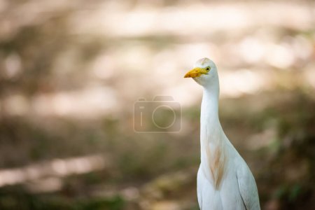 Téléchargez les photos : La grande aigrette commune oiseau migrateur blanc héron famille fermer bokeh toile de fond isolé regarder la chasse - en image libre de droit