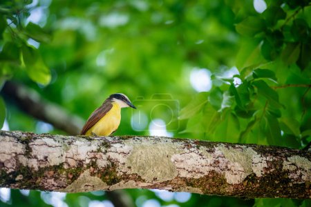 Téléchargez les photos : Grand oiseau kiskadé à Trinité-et-Tobago Pitangus Sulphuratus jaune tropical et brun sur une branche d'arbre rétro-éclairé - en image libre de droit