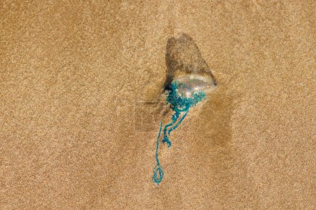 Photo for Portuguese man of war jellyfish physalia dangerous venomous marine creature washed ashore dead on the sand beach in Trinidad and Tobago - Royalty Free Image