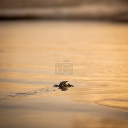 Leatherback turtle reaching the open sea beach at sunset Trinidad and Tobago