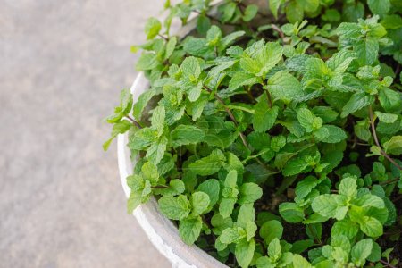 Moroccan Mint foliage in flower pot aromatic medicinal fragrant herb home grown healthy gardening
