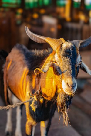 Domesticated goat ram male head warm light sunset Caribbean looking portrait