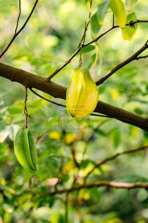 Carambole étoile arbre fruitier cinq doigts plante tropicale exotique biologique Trinité-et-Tobago