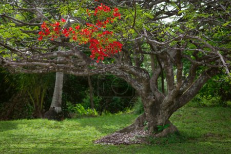 Pointurier royal dans jardin tropical fleurs rouges fleurs exotiques belle Trinité-et-Tobago