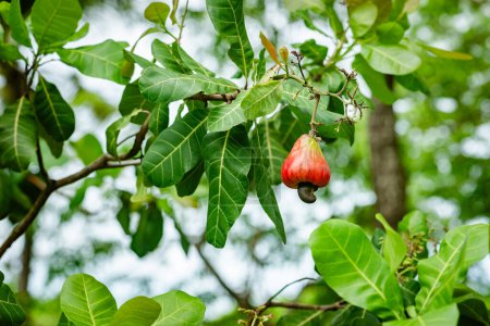 Cashew nut tree fruit tropical climate exotic raw fresh sweet juicy