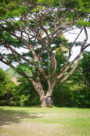 Großer Baum Gummireifen Schaukel Spaß Freizeit Ruhe Lifestyle Hochseil
