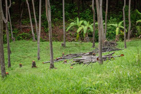 Foto de Madera de troncos troncos apilados madera tropical cortada deforestación silvicultura bosque joven - Imagen libre de derechos