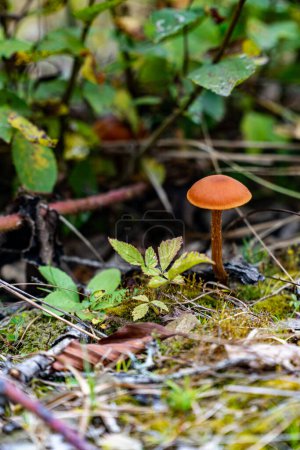 Photo for Mushroom in forest close up - Royalty Free Image