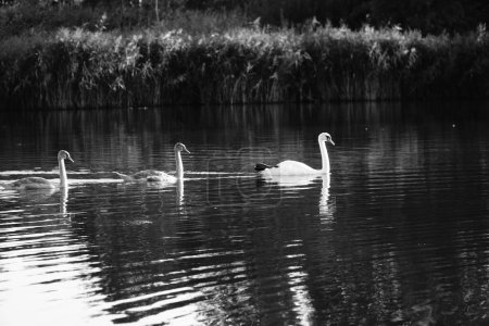 Photo for White swans on the lake - Royalty Free Image