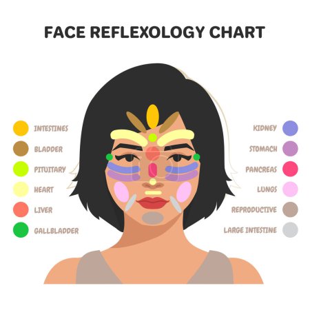 Illustration for Markers of reflexology zones. Projection of the internal organs on the face of a woman. Isolated on white background - Royalty Free Image