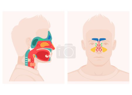 Illustration for Nose, throat anatomy, human mouth, respiratory system, Anatomy model of human head, Nasal cavity . vector illustration of Human Nose diagram . organ anatomy - Royalty Free Image