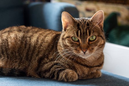 Eine braun gestromte Katze mit grünen Augen und schwarzen Streifen liegt auf blauem Stoff und wirkt gelassen und aufmerksam.