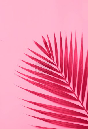 Téléchargez les photos : Feuille de palmier en couleur viva magenta tendance - en image libre de droit